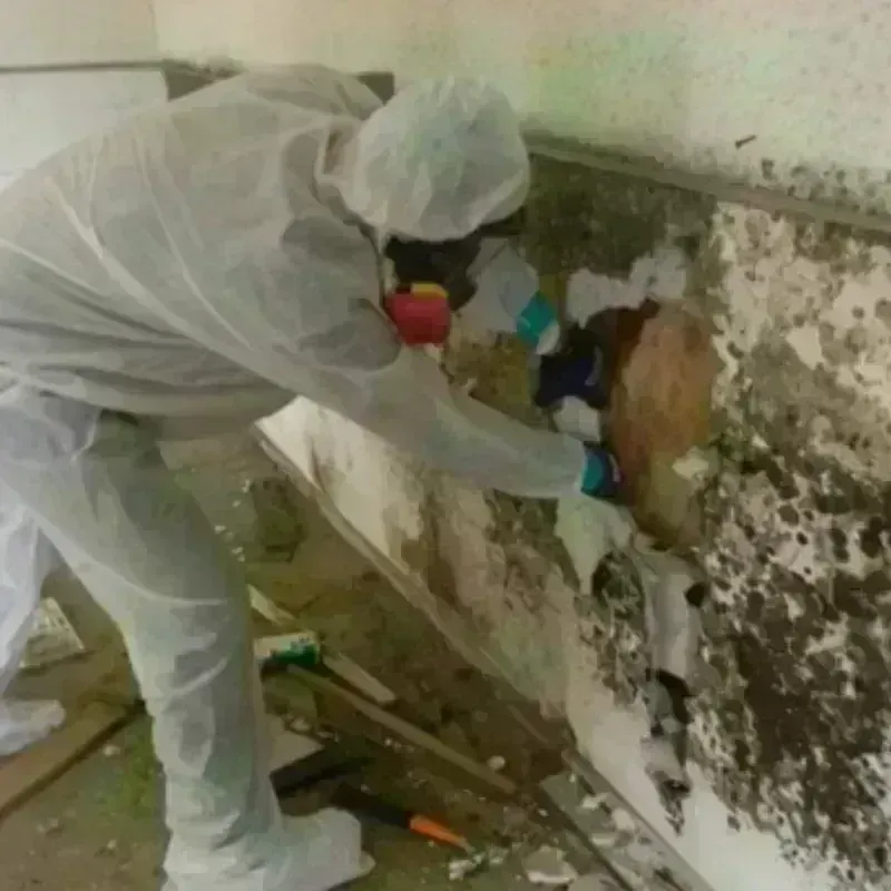 Mold Remediation and Removal in Lake City, PA